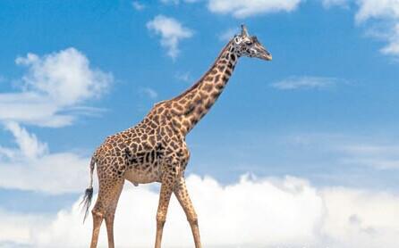 Life Size Giraffe Sculpture Corten Steel Animal Garden Sculpture2